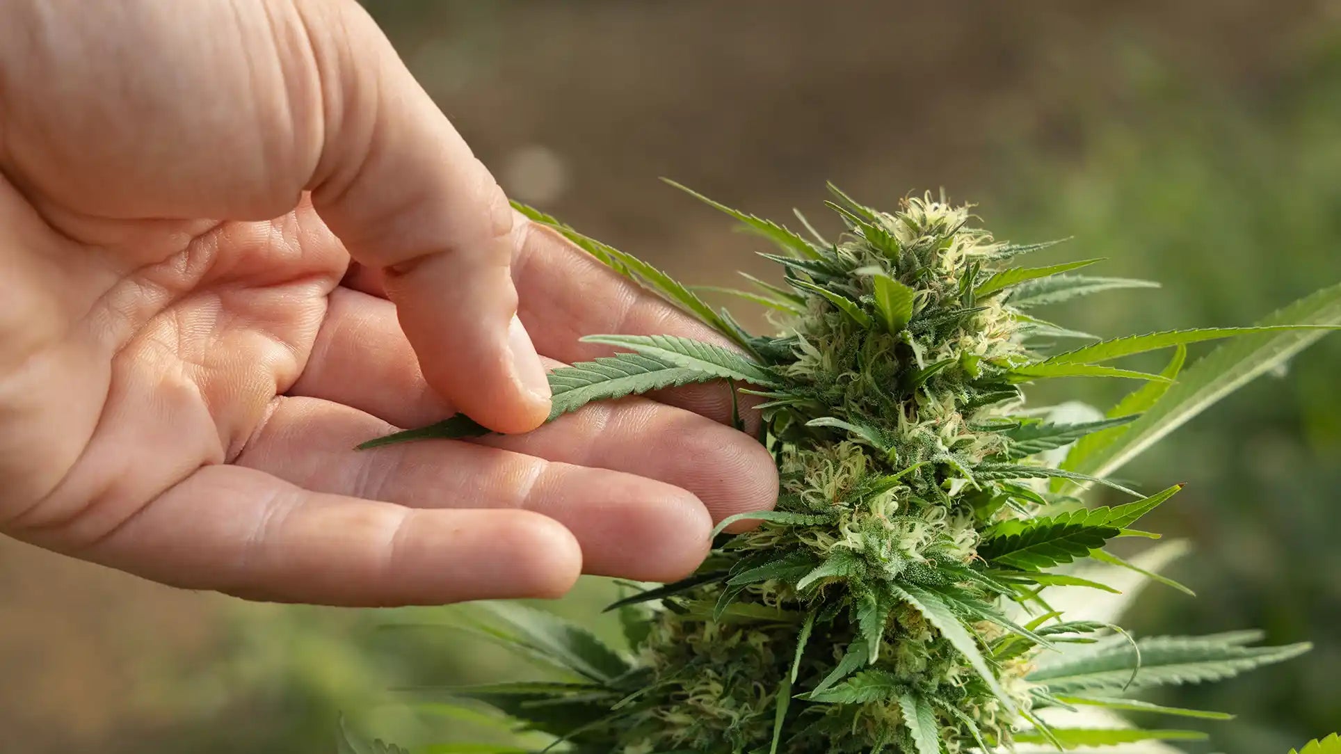 What is Hplvd and how does it affect Cannabis plants?