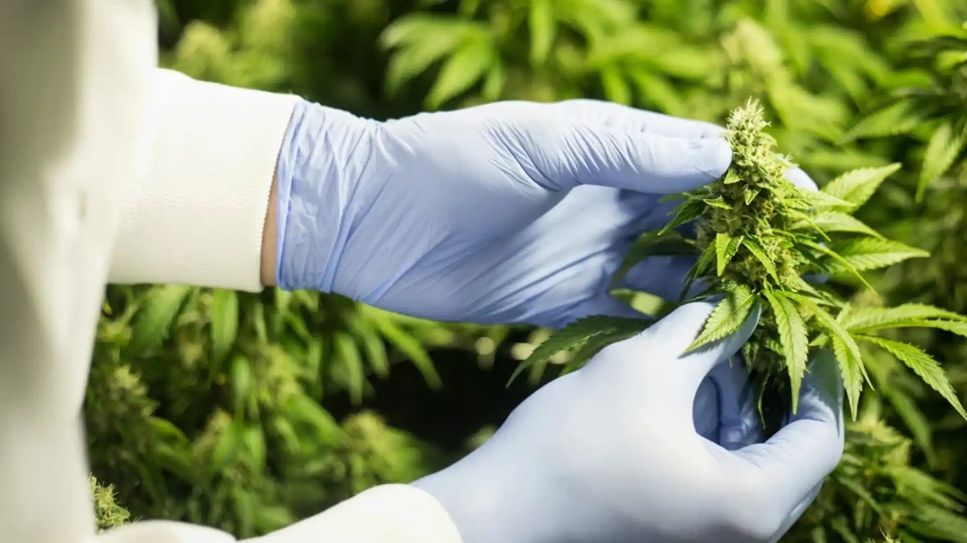 The hemp market is broken, we want to fix it, ethically.