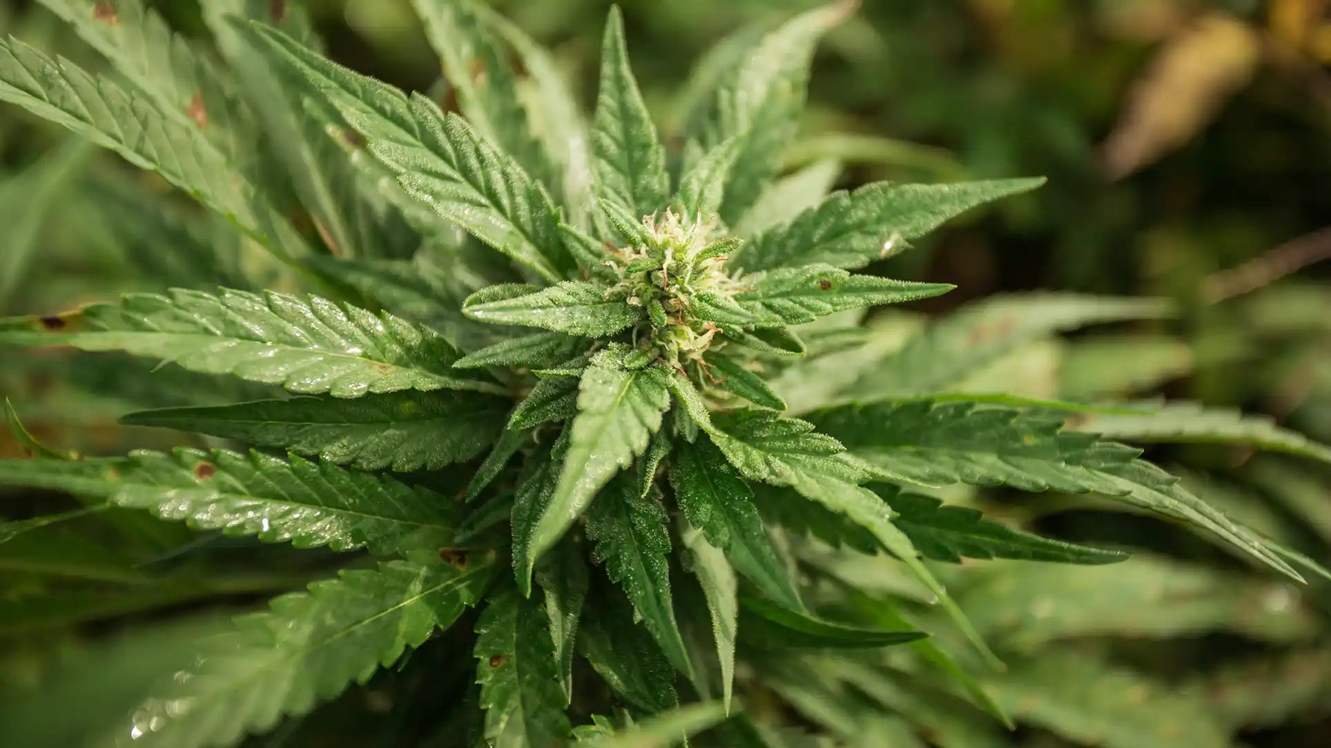 CDAY PLUS: A TERPENE PROFILE TAILORED FOR WELLNESS