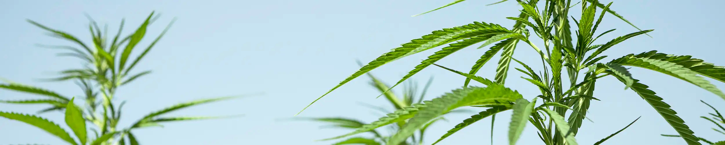 cannabis