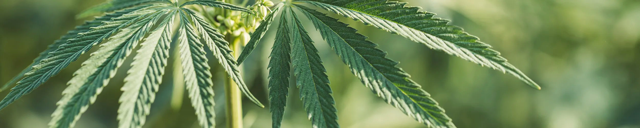 cannabis