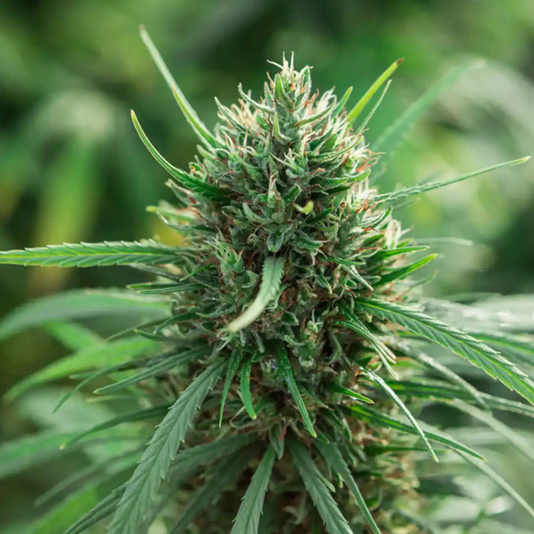 eu-certified-cbg-seeds