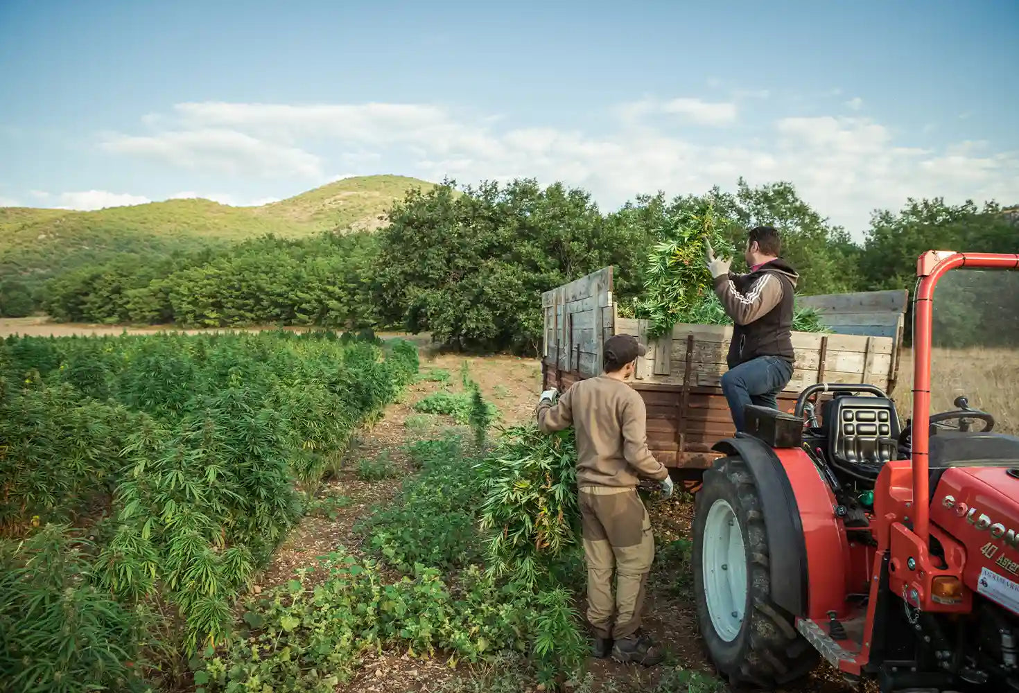 hemp-variety-for_extraction-with_high-CBD-content