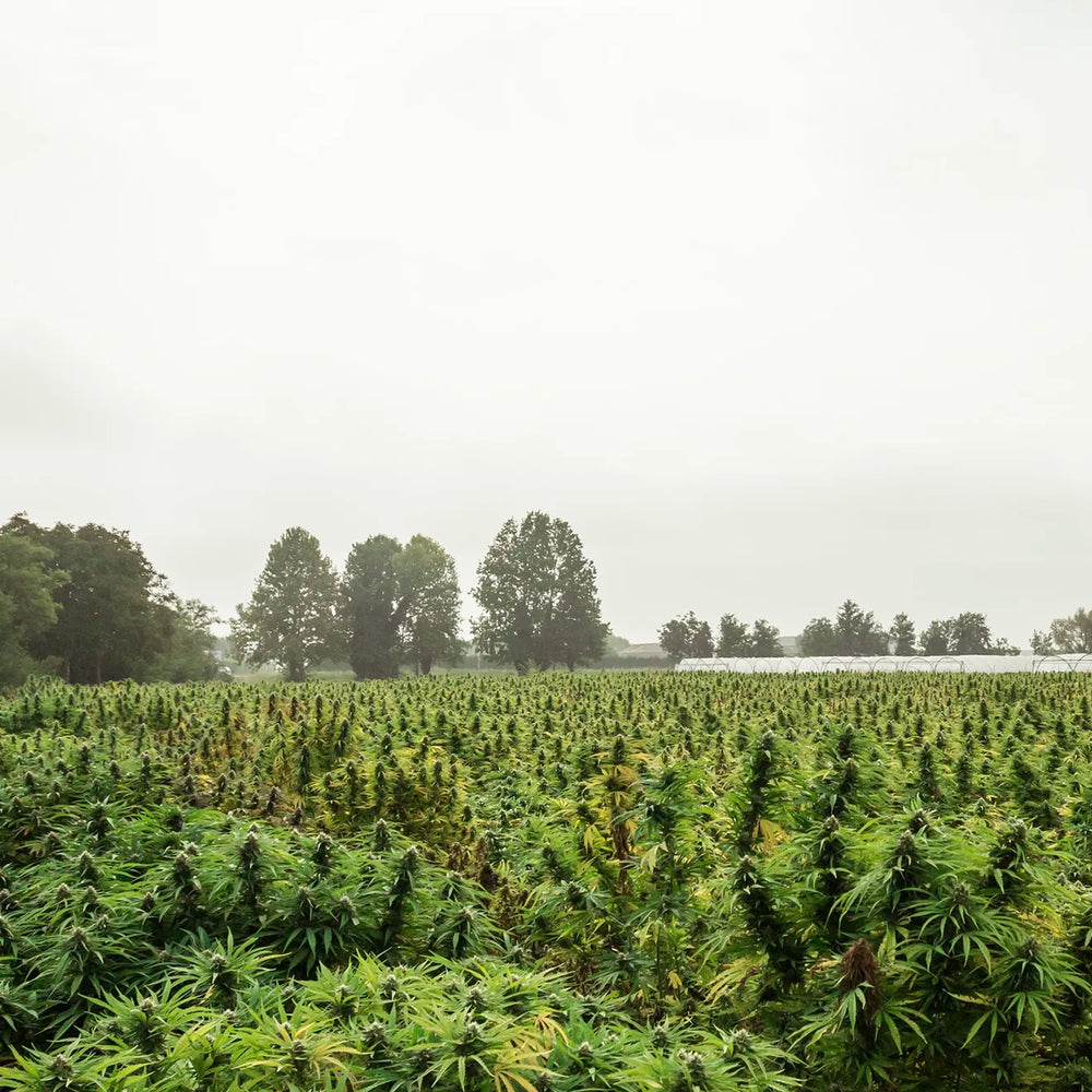 high-cbd-hemp-variety