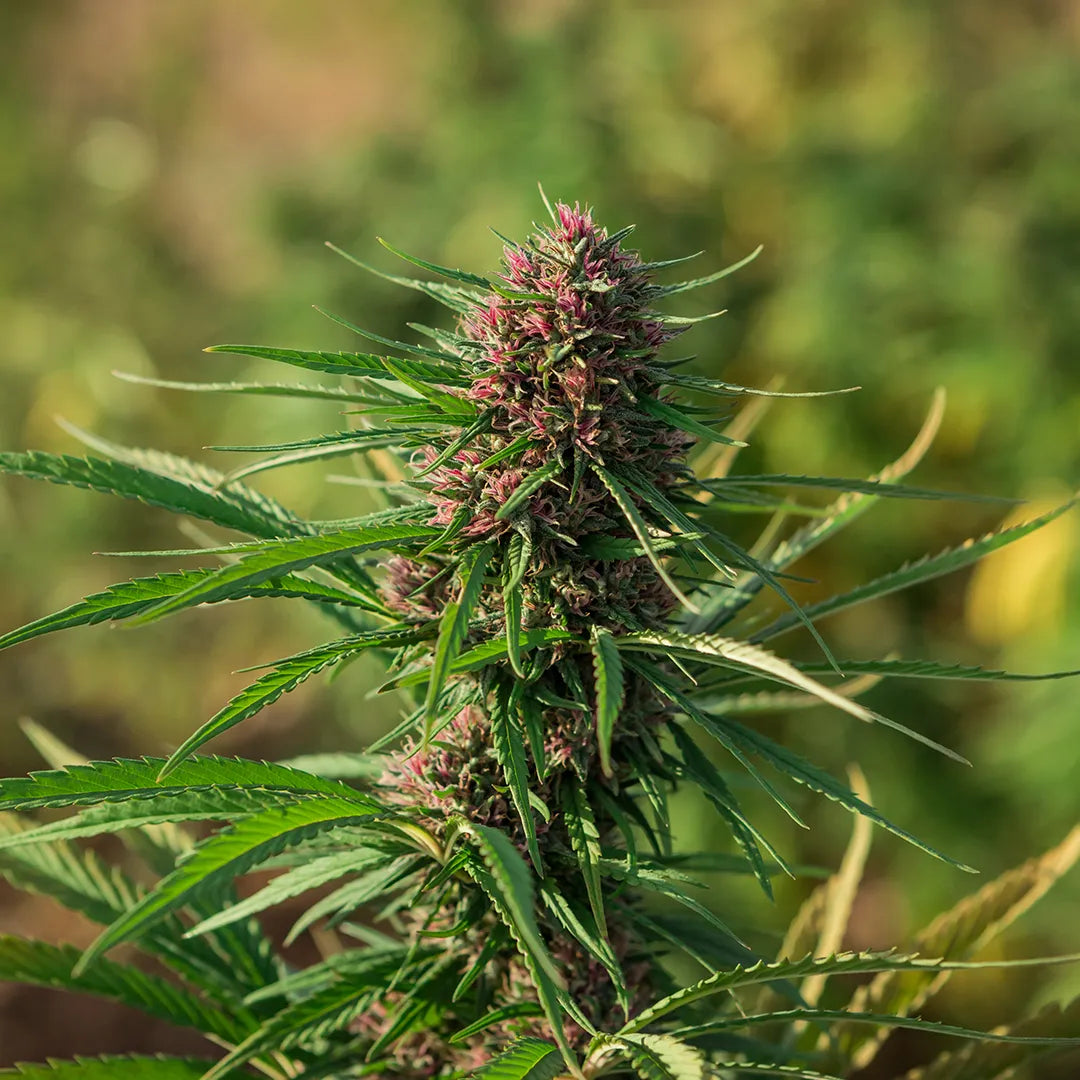 piante-di-canapa-certificate-europee