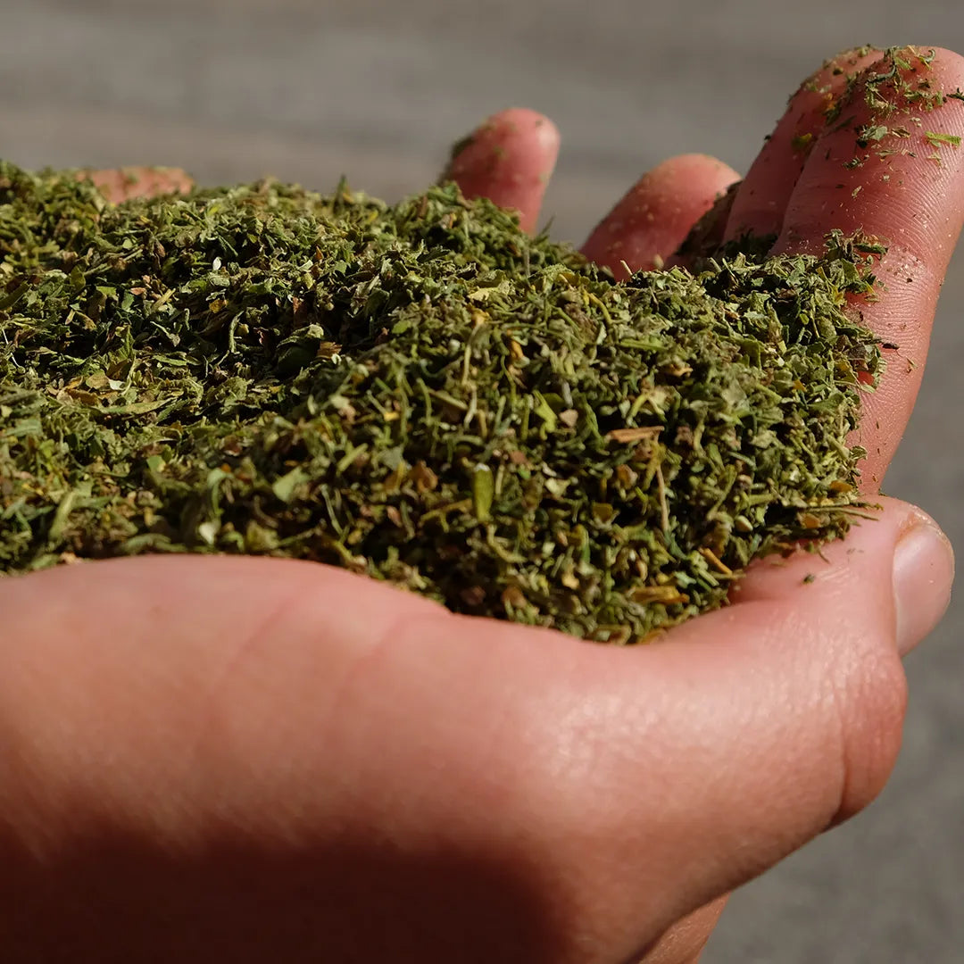 semi-di-canapa-certificati