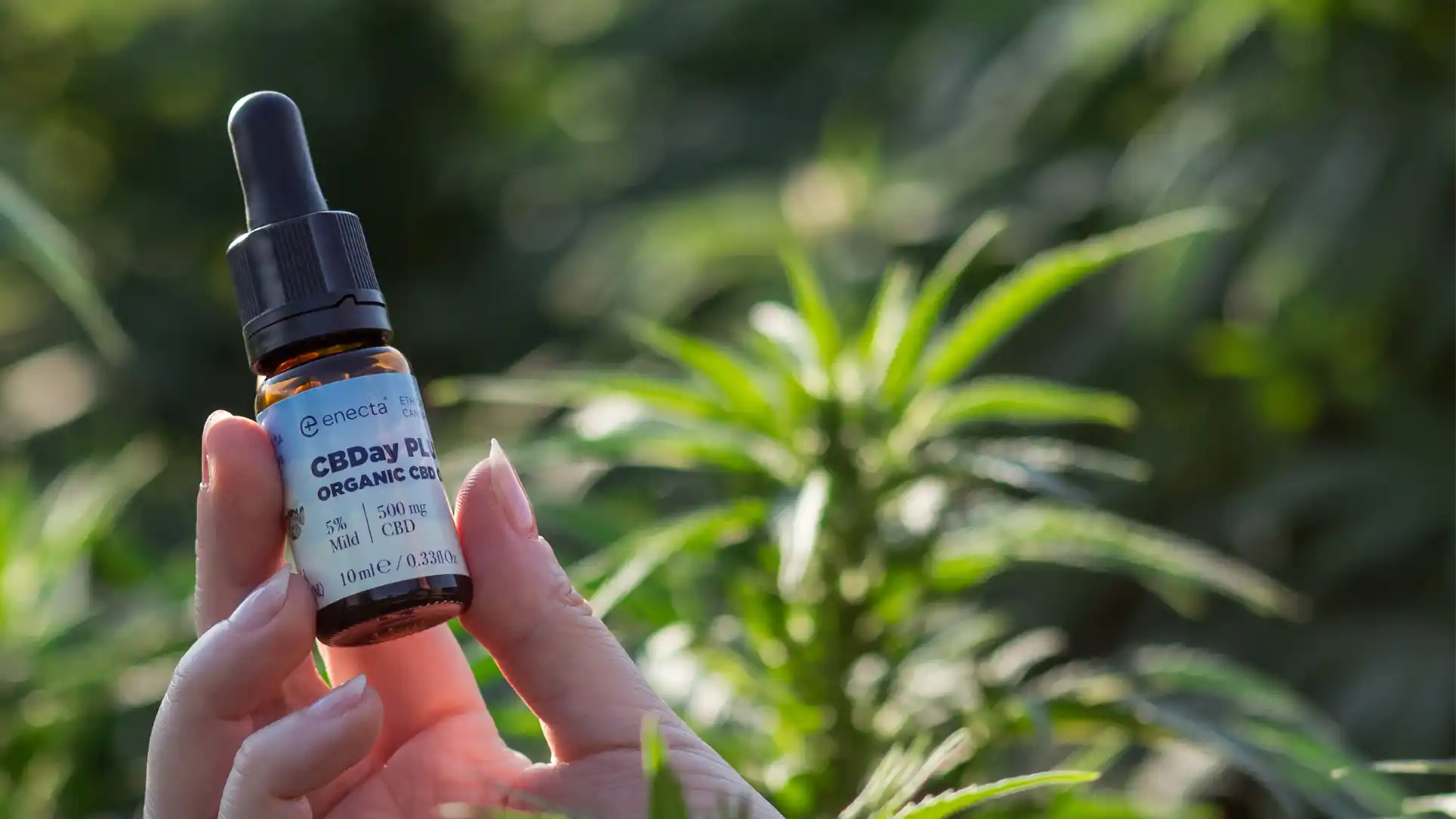 CBDay Plus: the new frontier of CBD