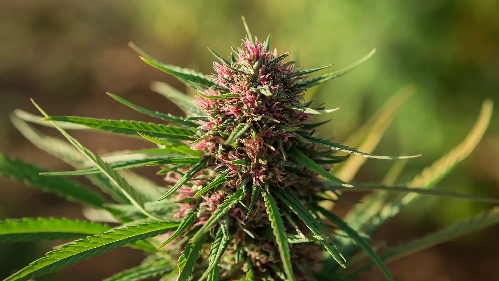 Discovering Enectaliana, the high CBD strain that will change the ...