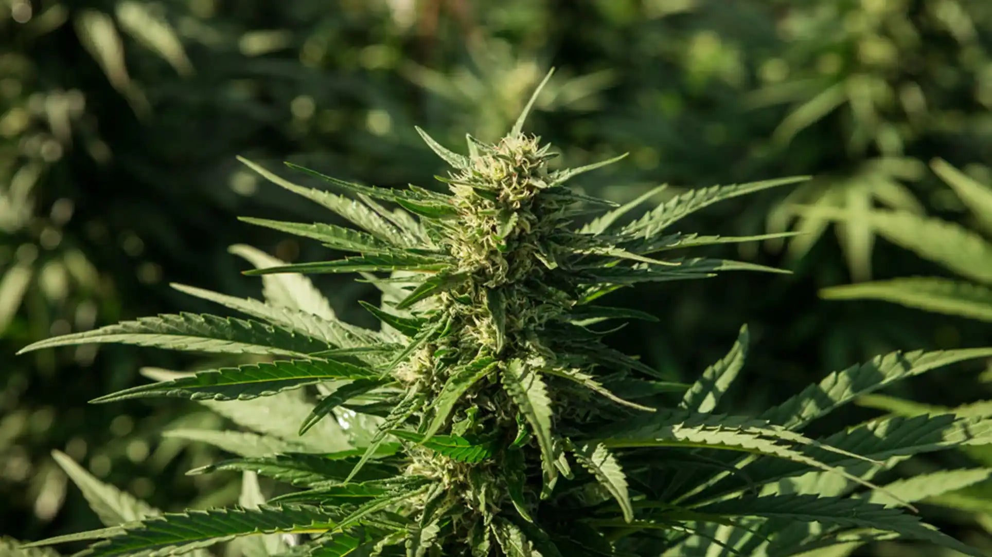 Enectarol: the first high cbg variety to be registered on the EU Common Catalogue