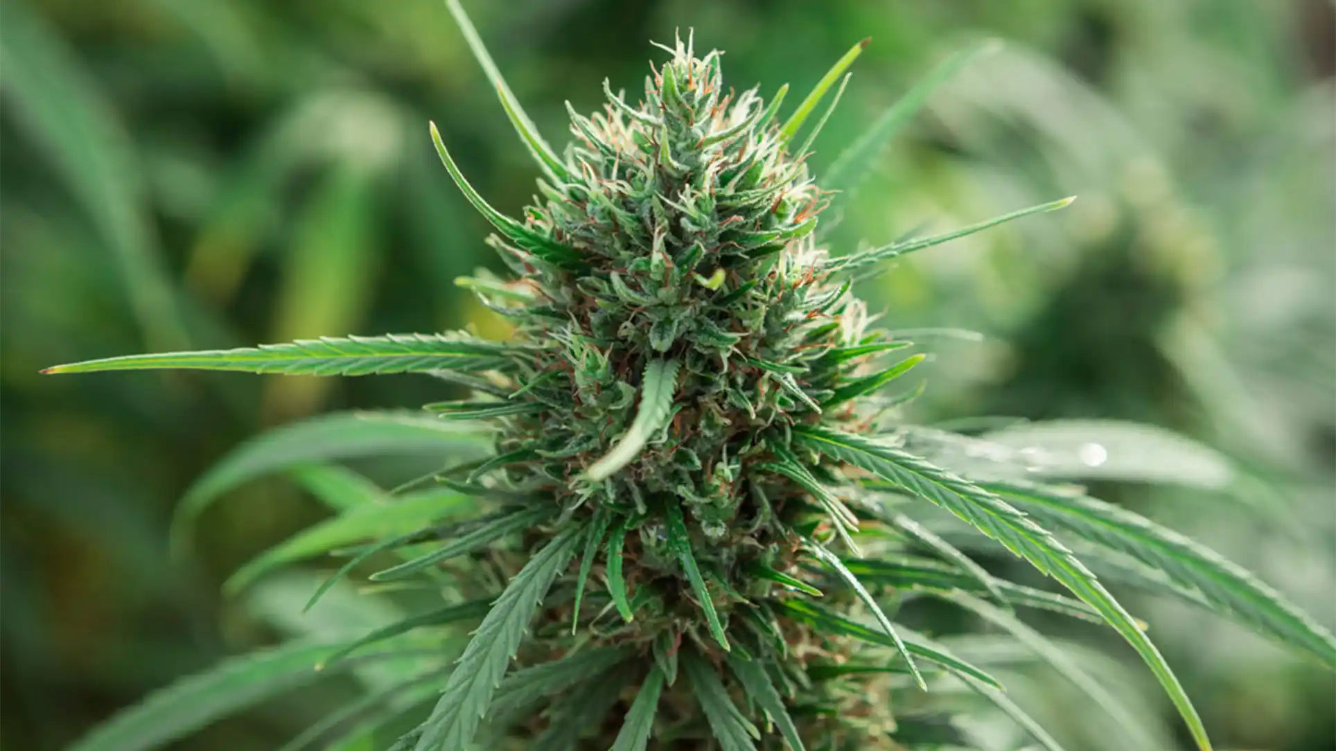Why is phytocomplex vital for hemp extraction?