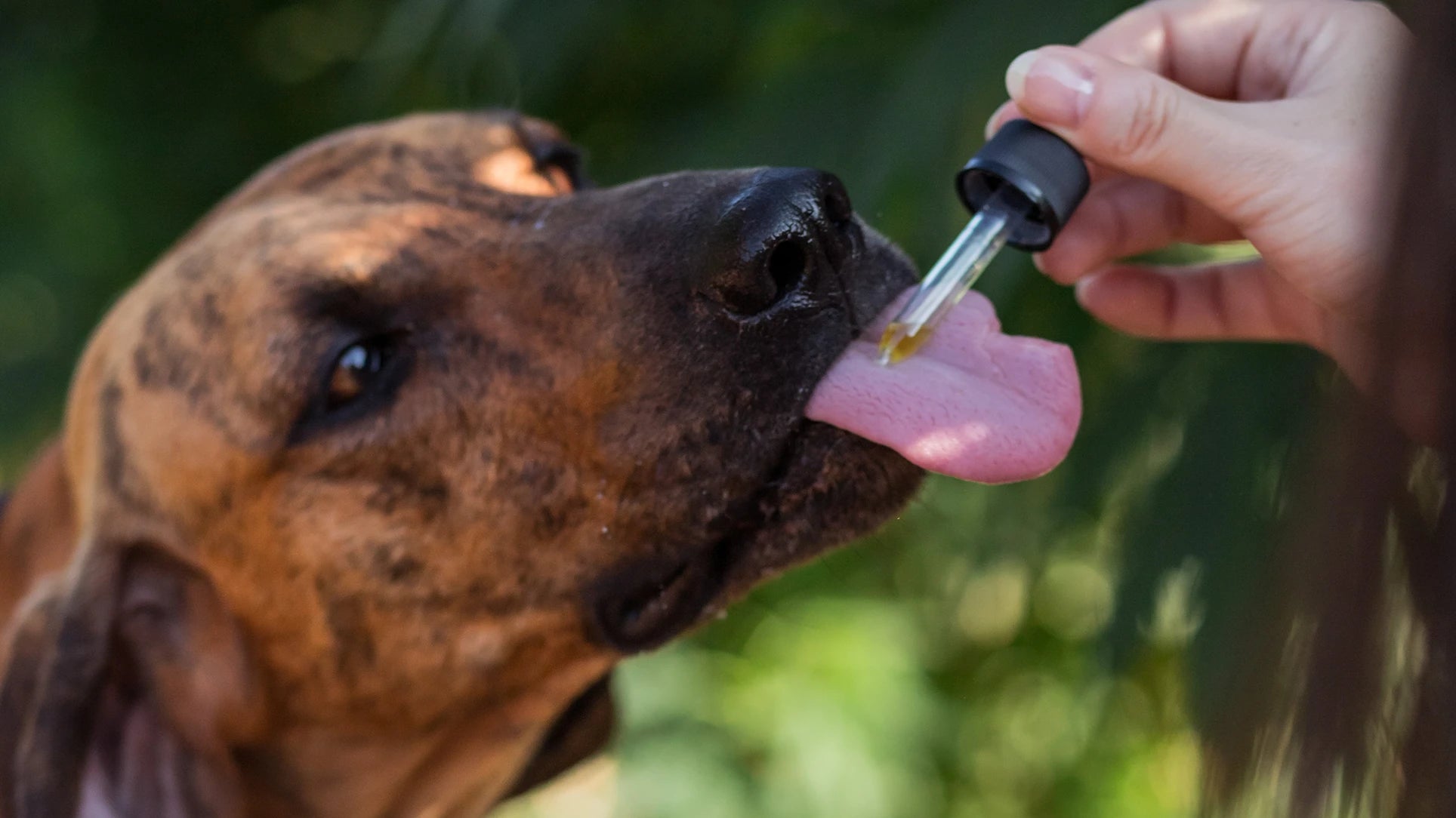 How to find a reliable wholesale CBD oil for pets supplier