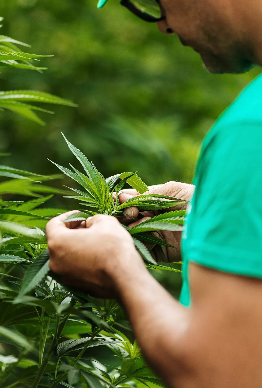 cannabis-seeds-for-high-cbd-and-cbg-variety