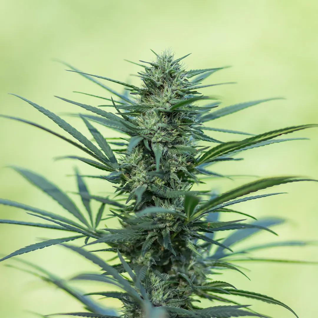 cbd-seeds-for-sale