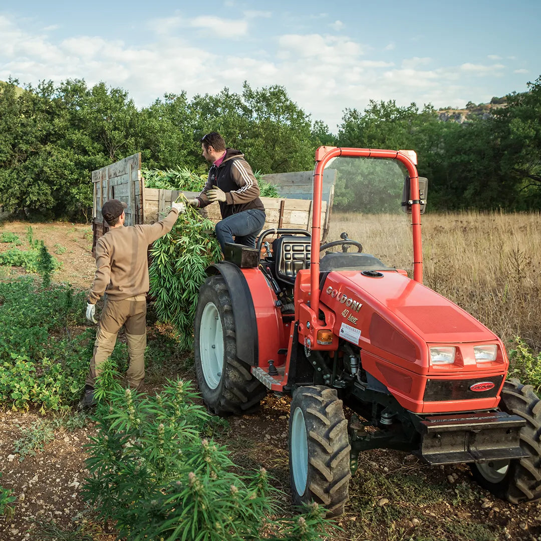 cbg-hemp-variety