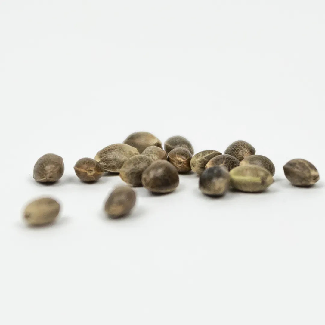 certified-hemp-seeds-wholesale