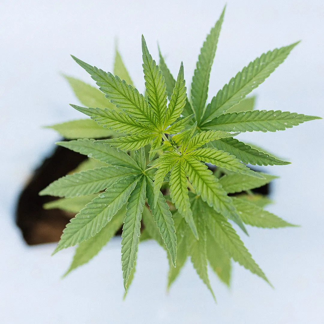 pianta-di-cannabis-certificata